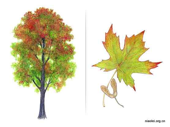 美国50州的州徽、州花、州树、州鸟(下)