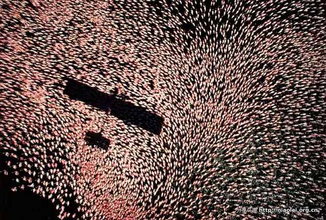 火烈鸟图片大全