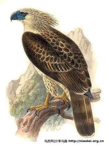 狮子头型的大鸟－－菲律宾国鸟食猿雕