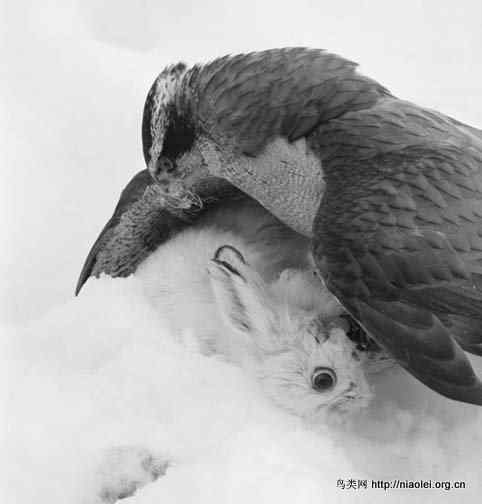 [组图]苍鹰吃松鼠吃兔子