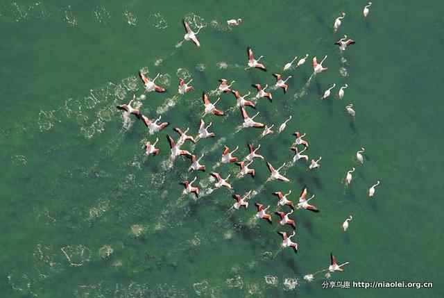 火烈鸟图片大全