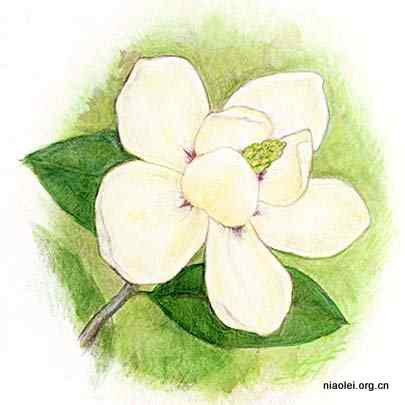 美国50州的州徽、州花、州树、州鸟(上)