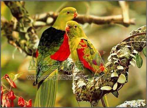 最漂亮的鹦鹉：帝汶红翅鹦鹉