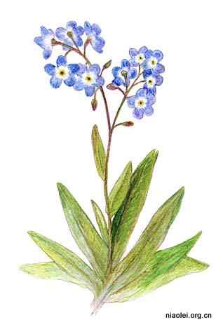 美国50州的州徽、州花、州树、州鸟(上)