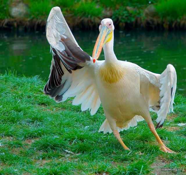 太极拳之野马分鬃
