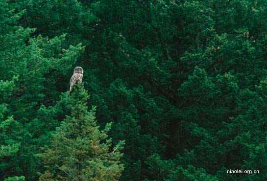 [组图]乌林鸮 Great Grey Owl 大灰猫头鹰