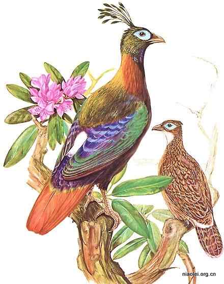九色鸟 棕尾虹雉