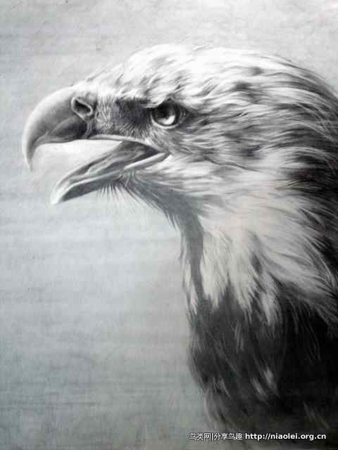 黑白素描猛禽