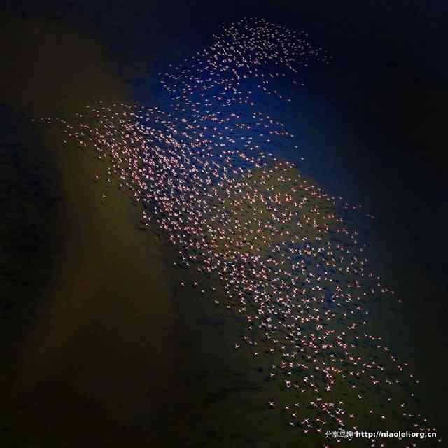 火烈鸟图片大全