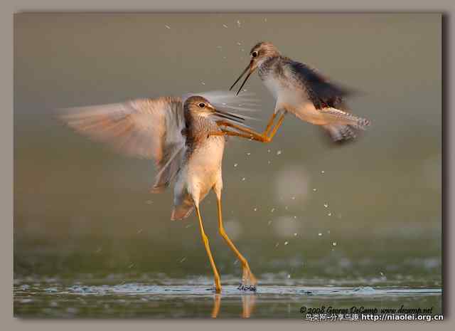 Kung Fu Fighters Kung Fu Fighters