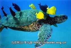 十大长途旅行动物