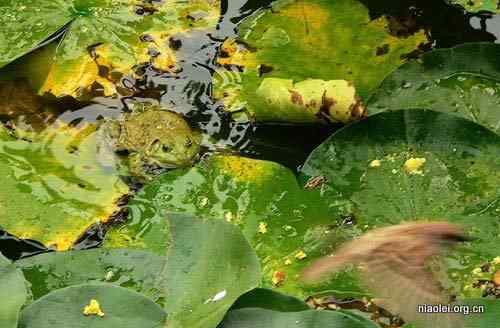 牛蛙吞吃麻雀 物种入侵可不是闹着玩的