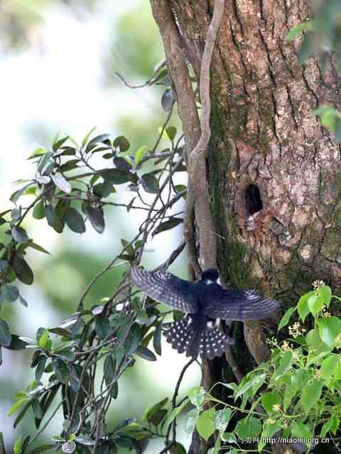世界上最小的猛禽 白腿小隼