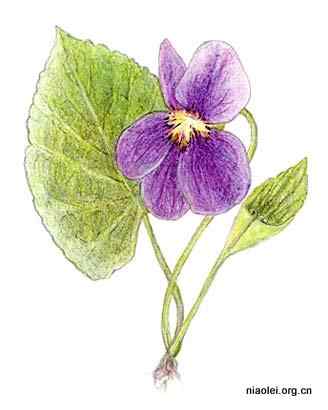 美国50州的州徽、州花、州树、州鸟(下)