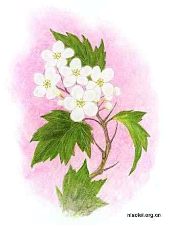 美国50州的州徽、州花、州树、州鸟(上)