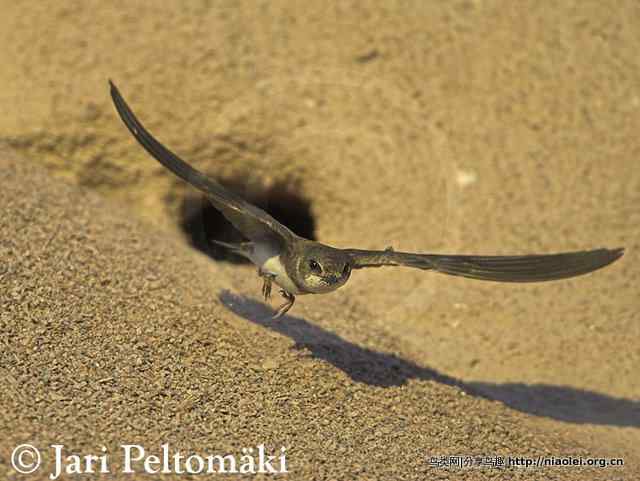 崖沙燕——崖洞建筑师