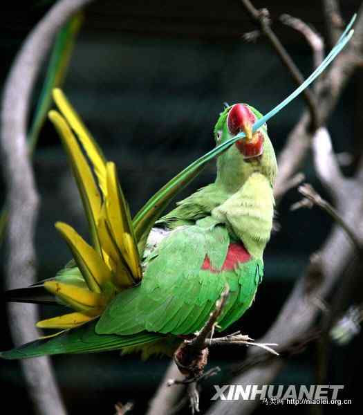 南京红山森林动物园的美丽鹦鹉