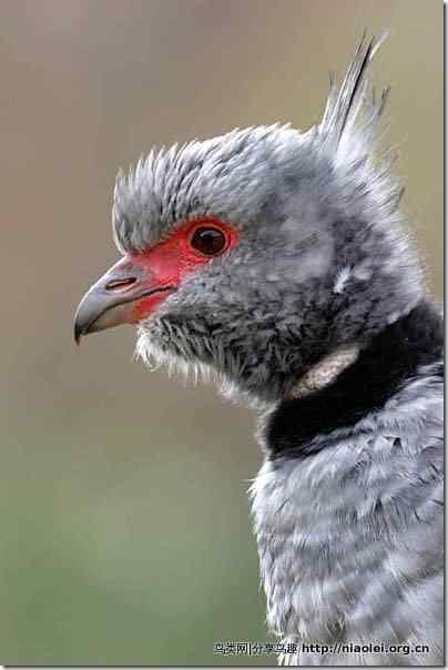 雁形目鸟类图谱大全