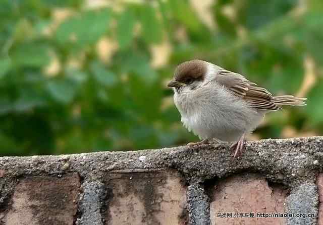 秋天里的小麻雀
