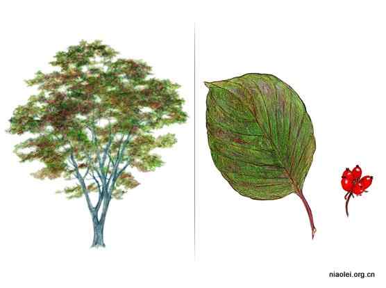美国50州的州徽、州花、州树、州鸟(上)