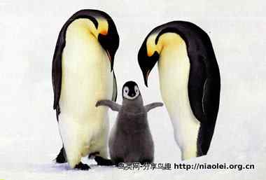 史上最全的企鹅知识