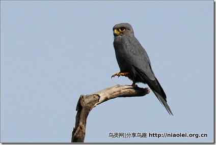 非洲轻骑兵：歌鹰大全