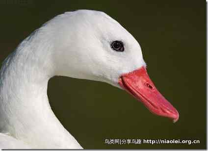 雁形目鸟类图谱大全