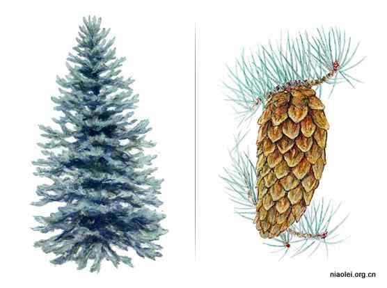 美国50州的州徽、州花、州树、州鸟(上)