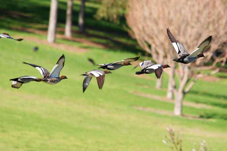 在澳洲拍鸟：澳大利亚的鸭子