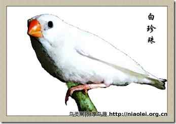 笼养鸟：文鸟类