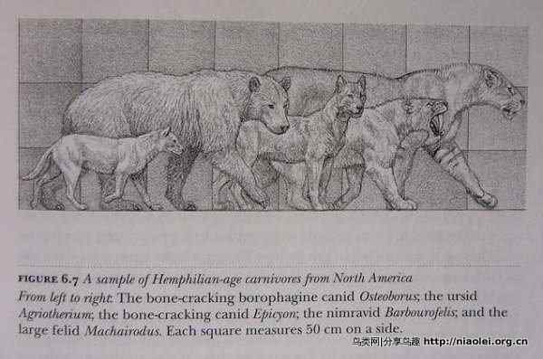 上古食肉巨兽身体比例图