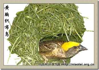 笼养鸟：文鸟类