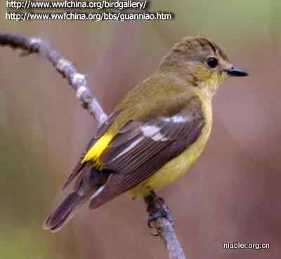 常见有头冠的小鸟 鹎科鸟类大全
