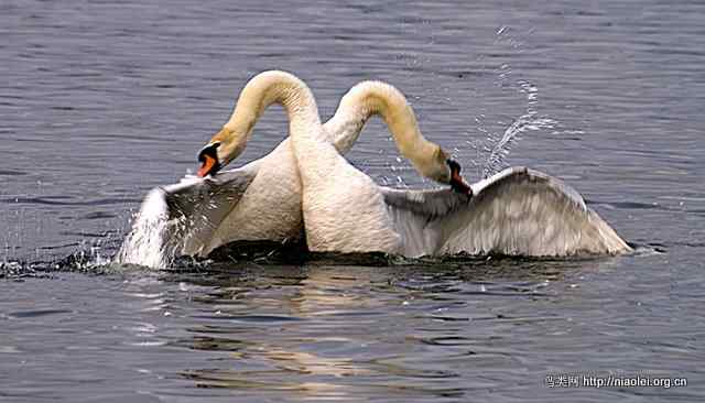 天鹅的迁徙机制