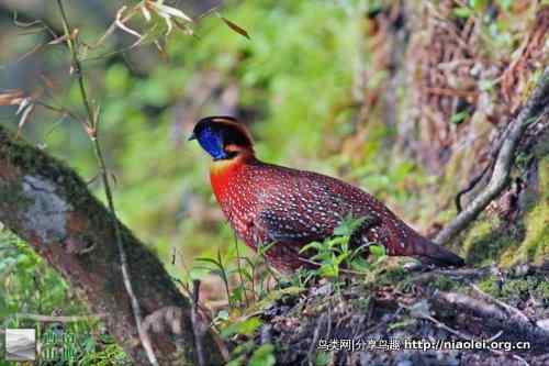 角先生——红腹角雉