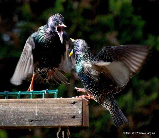 鸟打架 鸟打架