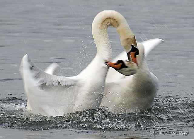 天鹅的迁徙机制