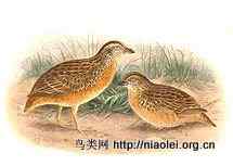 最后一只菲律宾鹌鹑