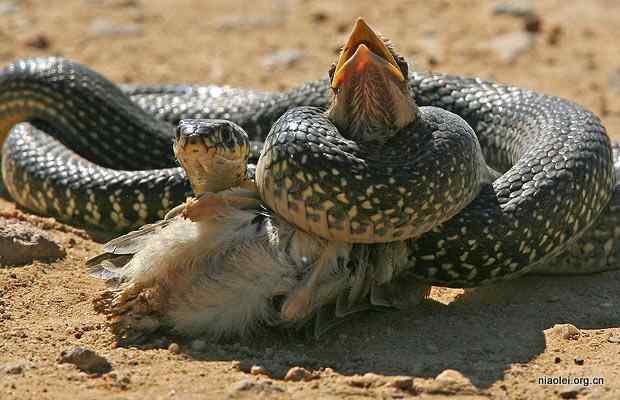 蛇吃鸟