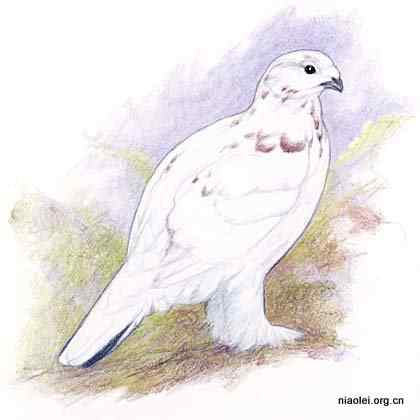 美国50州的州徽、州花、州树、州鸟(上)