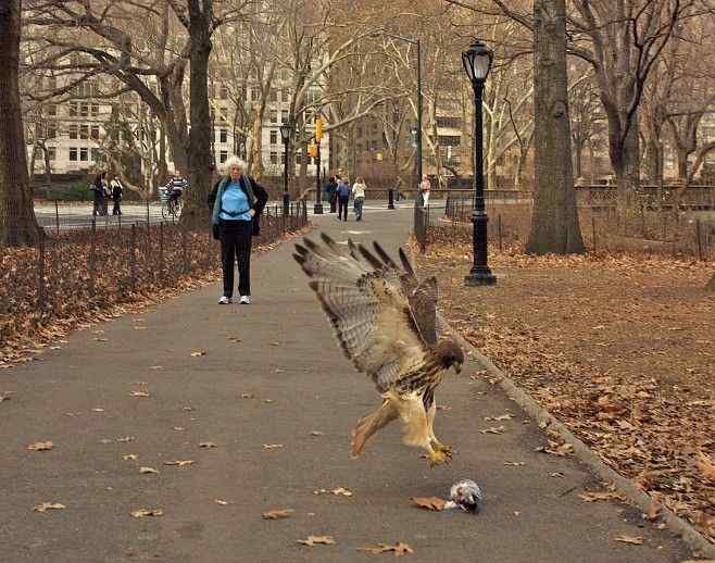 城市当众捕食 旁若无人