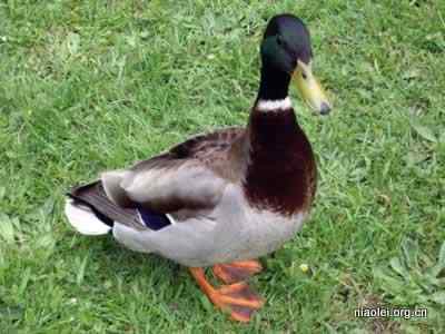 ubuntu各大发行版的动物代号