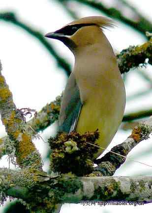Drs. Foster and Smith鸟类摄影大赛之蜂鸟