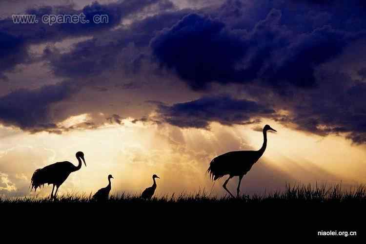 中国著名丹顶鹤摄影家沈立华遗作 中国著名丹顶鹤摄影家沈立华遗作