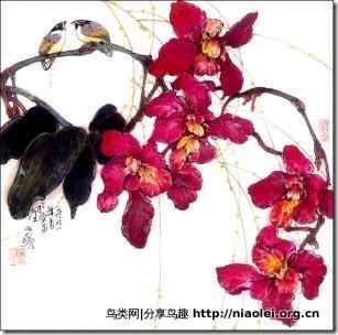 心上人像布谷鸟