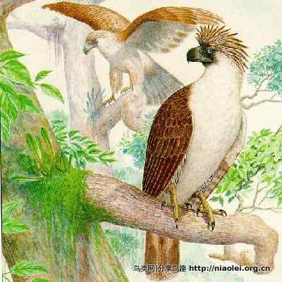 狮子头型的大鸟－－菲律宾国鸟食猿雕