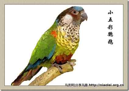 笼养鸟：鹦鹉类