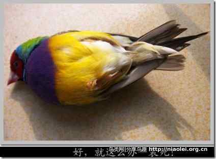 七彩文鸟装死逃生