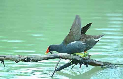 台湾鸟类志·中卷·名录（目录）  The Avifauna of Taiwan Vol.2