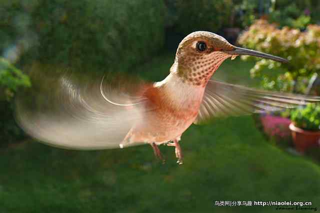 鸳鸯、蜂鸟特写
